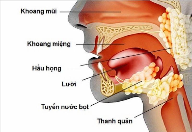 Viêm Đường Hô Hấp Trên :Dấu Hiệu Nhận Biết Và Giải Pháp Điều Trị Không Kháng Sinh Tại Nhà