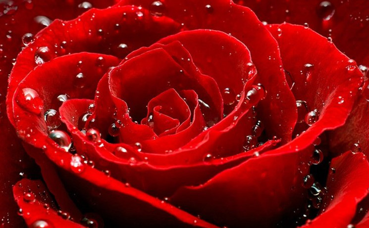Đây là các phương pháp giúp bạn vệ sinh và bảo quản hoa hồng sáp thơm lâu nhất