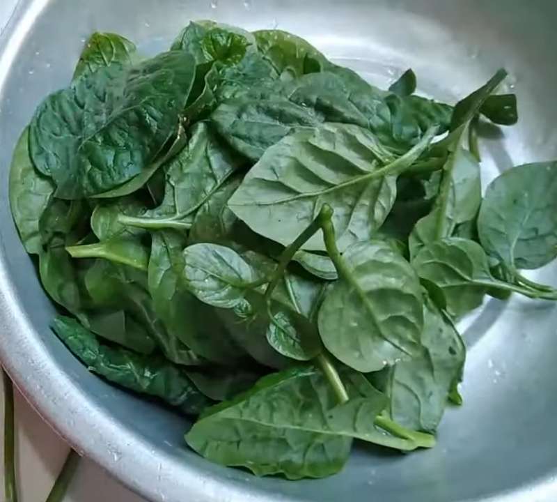 Mồng tơi ngắt phần ngọn và lá non