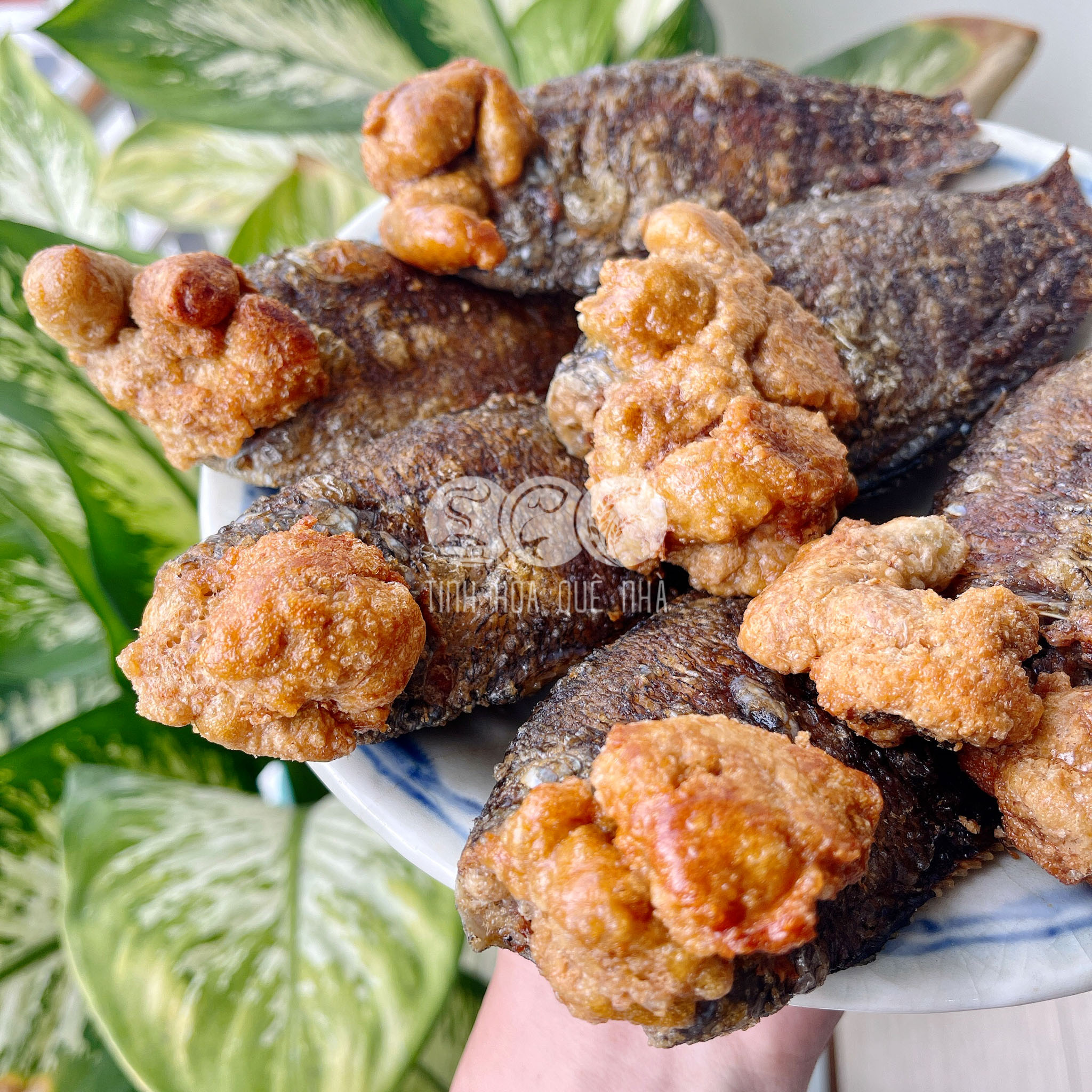 cá sặc trứng 1 nắng cà mau