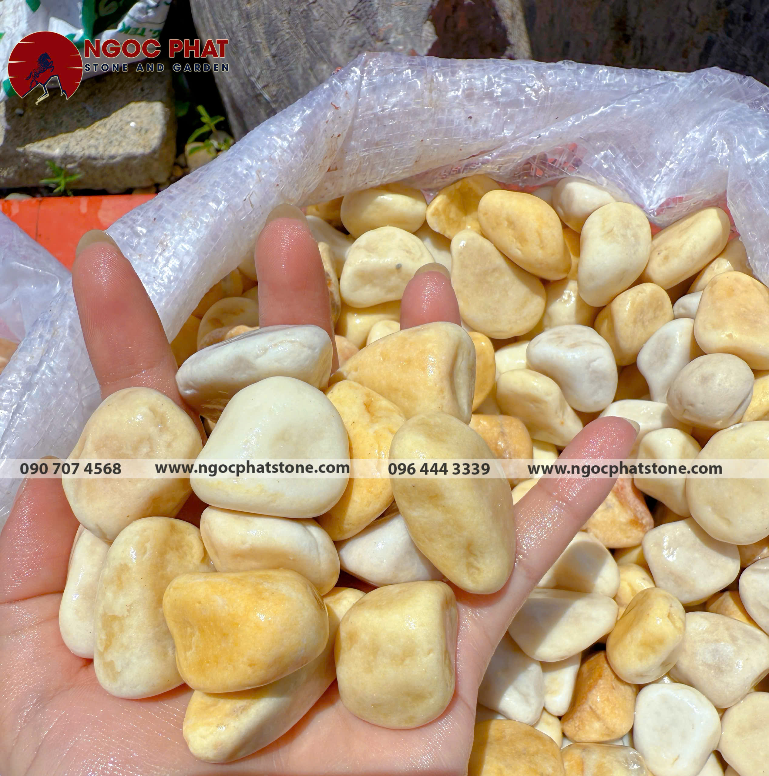 SỎI VÀNG QUAY TỰ NHIÊN