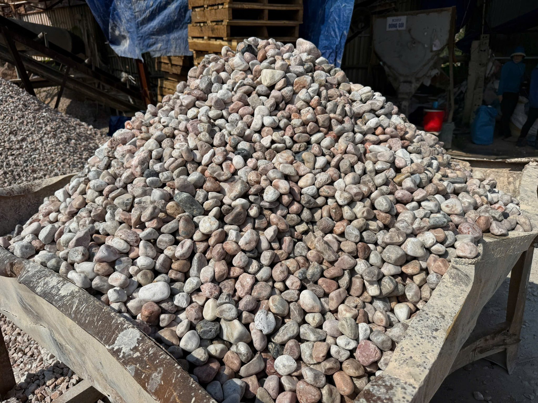 SỎI HỒNG TRANG TRÍ