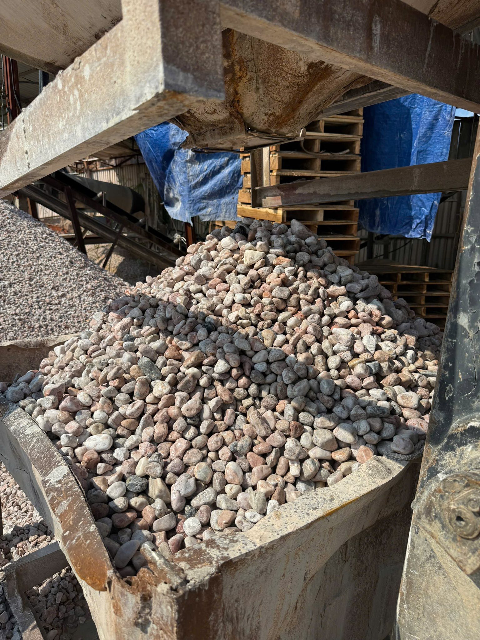 SỎI HỒNG TRANG TRÍ