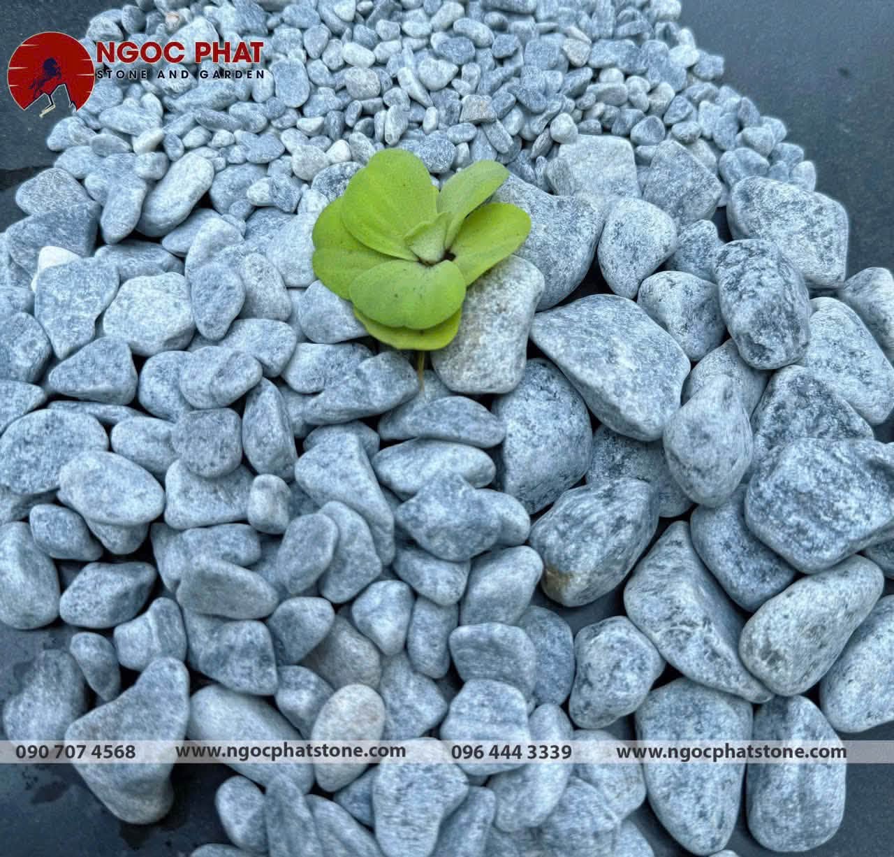 SỎI XANH XÁM TỰ NHIÊN