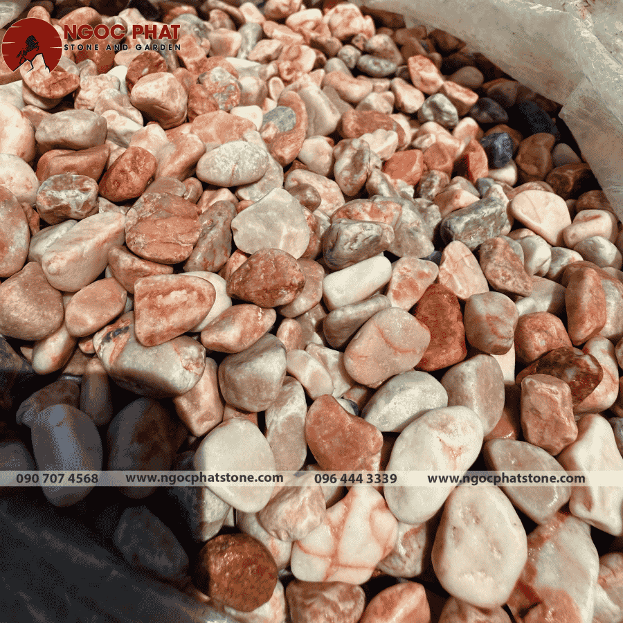 SỎI HỒNG TRANG TRÍ