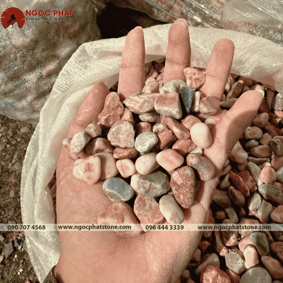 SỎI HỒNG TRANG TRÍ