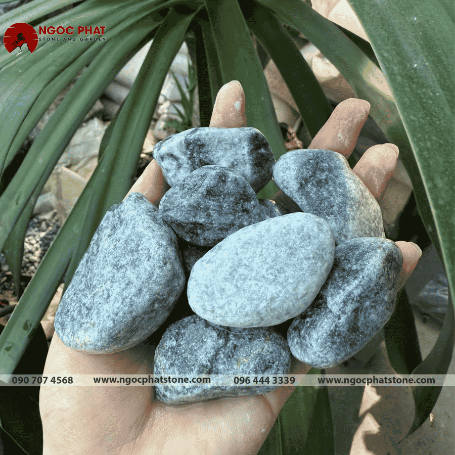 SỎI XANH XÁM TỰ NHIÊN