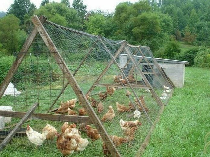 Nông dân 2019 Mô hình gà thả vườn 3 Trong 1 siêu nhàn gà béo  rau xanh  thi nhau lớn