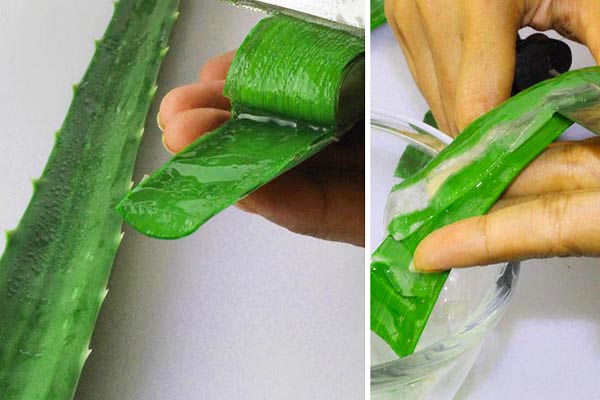 Cách sơ chế Nha Đam tươi