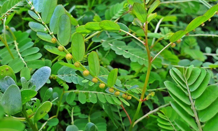 Cây chó đẻ( diệp hạ châu) chữa gan nhiễm mỡ