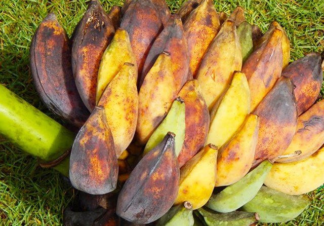Công Dụng Của Chuối Hột Chín