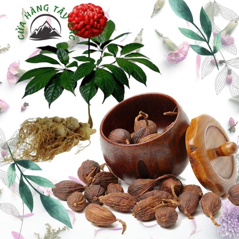 DƯỢC LIỆU TÂY BẮC