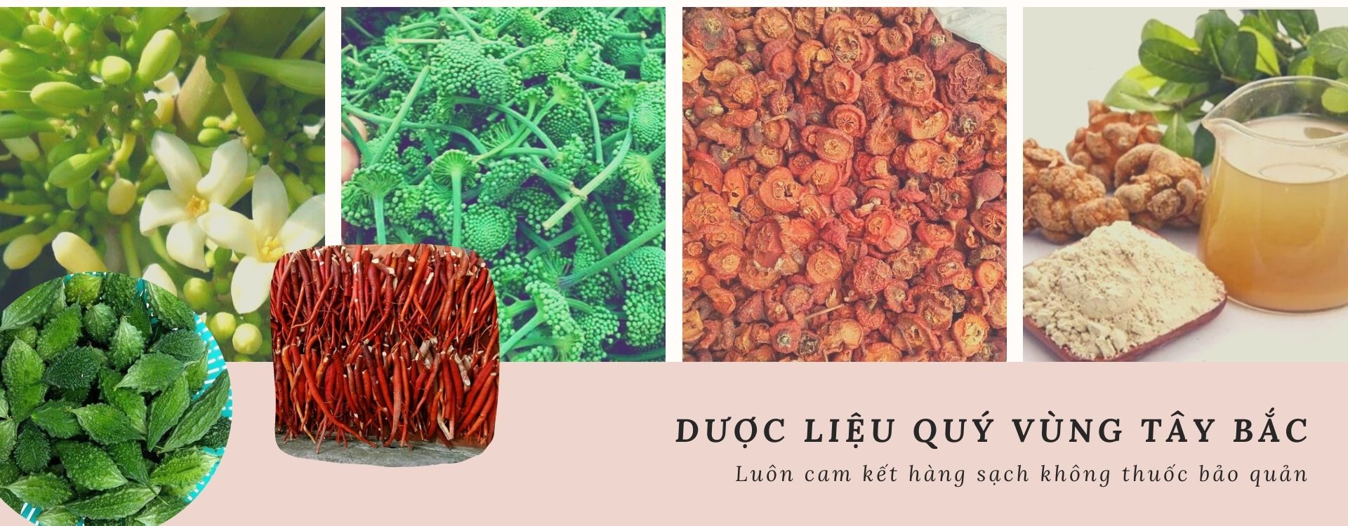 DƯỢC LIỆU TÂY BẮC