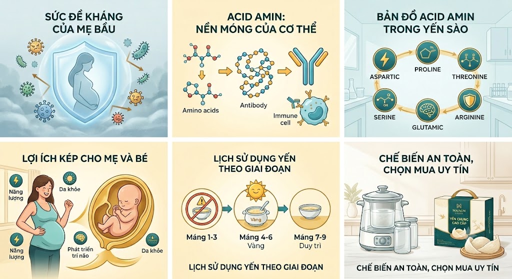 Acid Amin Trong Yến Sào: 