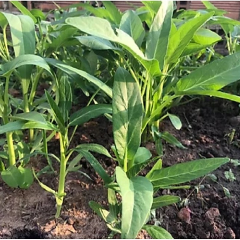 Hạt giống rau muống lá lớn RADO 13