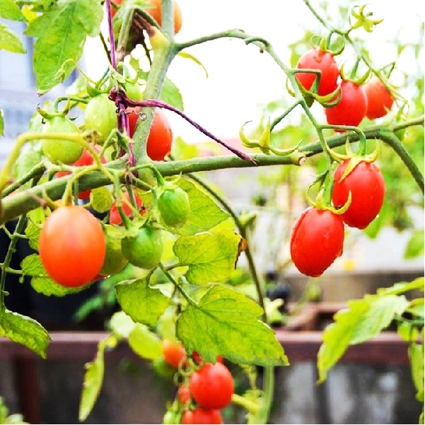 Hạt giống cà chua bi lai F1 RADO 27