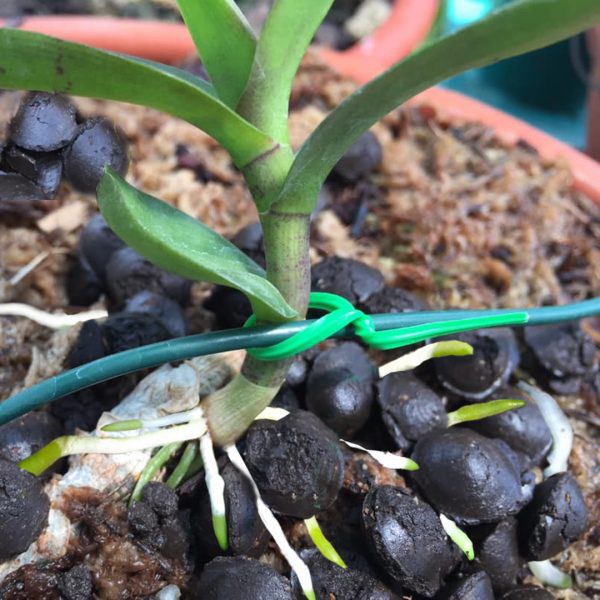 Phân bón phân trùn quế HẠT MẬN