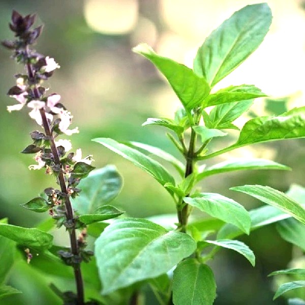 Hạt giống rau húng quế TN 031