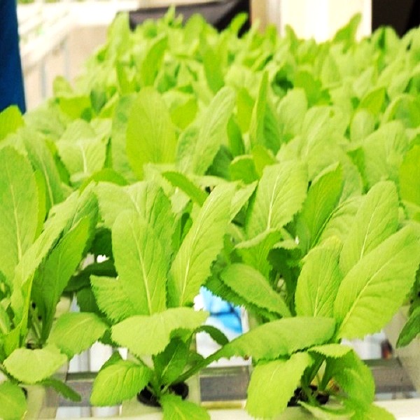 Hạt giống cải ăn non baby PN-912