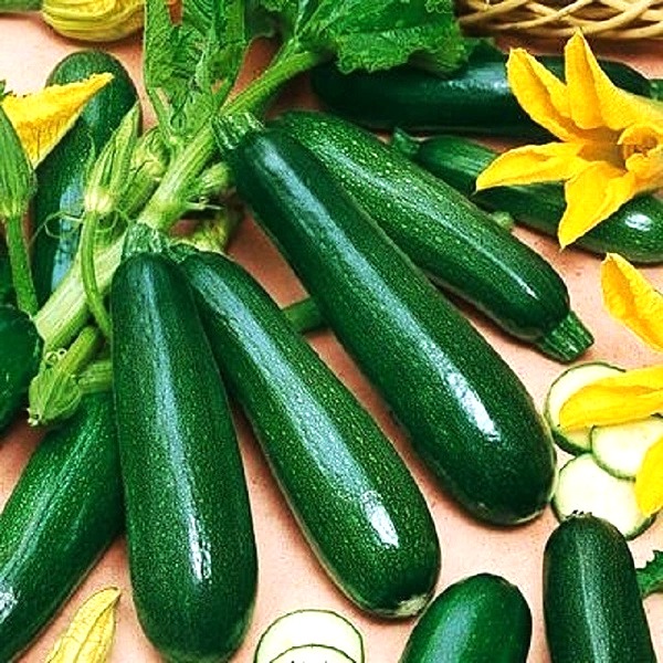 Hạt giống bí ngòi RADO 639