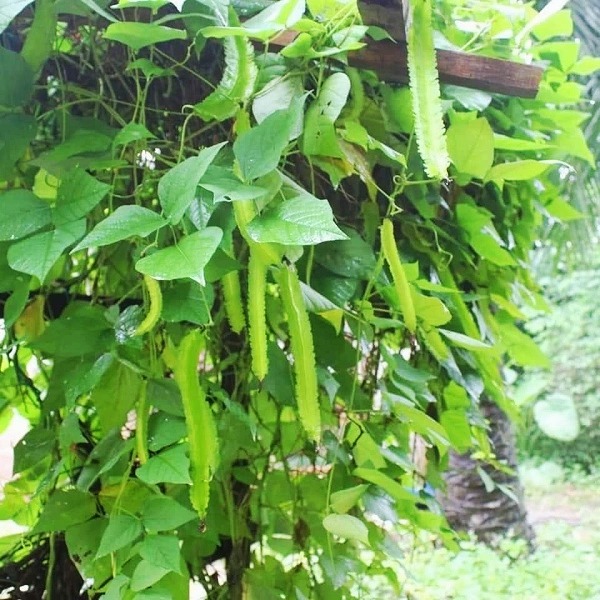 Hạt giống đậu rồng TN 50