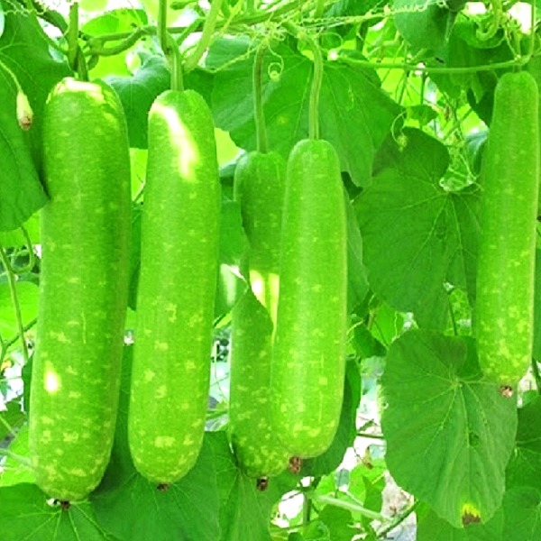 Hạt giống bầu sao F1 TN-94