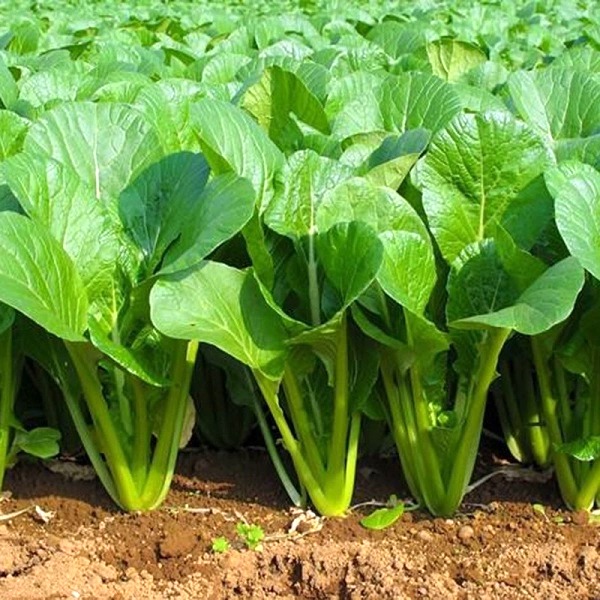Hạt giống cải ngọt cọng xanh cao sản TN 12