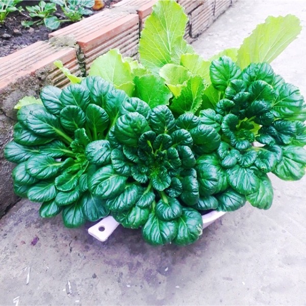 Hạt giống cải hoa hồng RADO 685