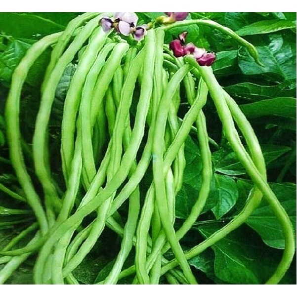 Hạt giống đậu đũa hạt đém TN 892