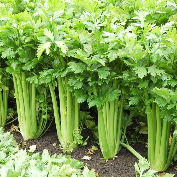 Hạt giống cần tây THERA