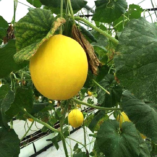 Hạt giống dưa lê hồng kim F1 PN-888
