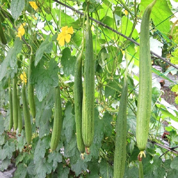 Hạt giống mướp hương Thái trái dài RADO 388