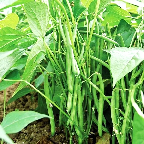 Hạt giống đậu cove dạng bụi cao sản TN 09