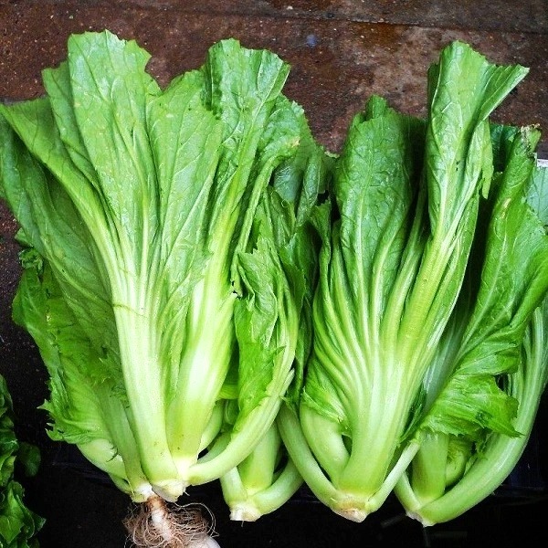 Hạt giống cải bẹ dưa cao sản TN 02