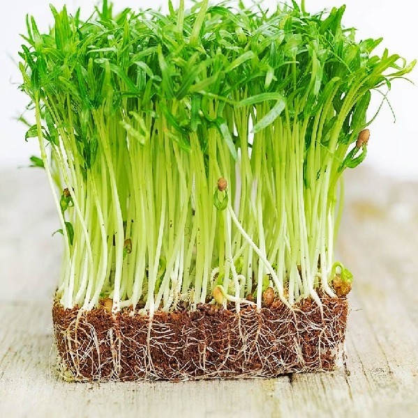 Hạt giống mầm rau muống RADO 16