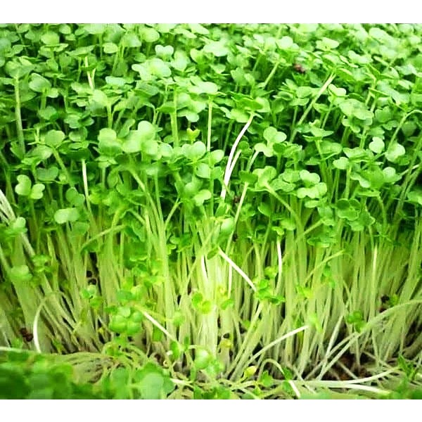 Hạt giống rau mầm TN20
