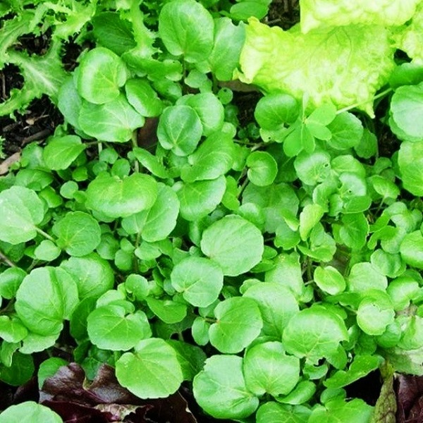 Hạt giống xà lách xoong Mỹ RADO 704