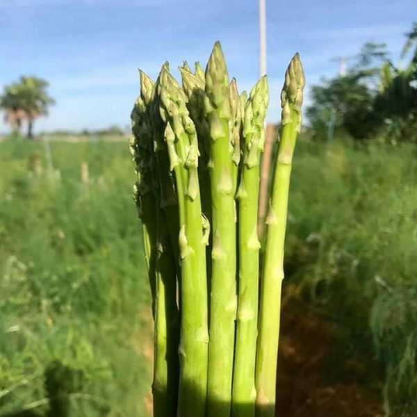 Hạt giống măng tây xanh RADO 636