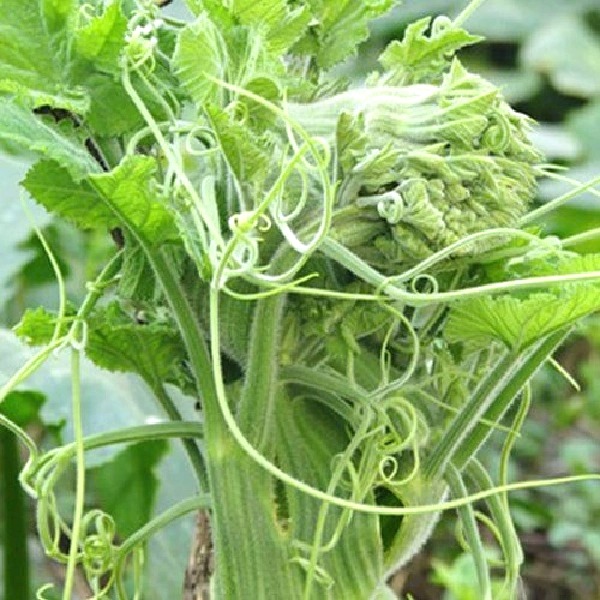 Hạt giống bí đọt cao sản TN 42