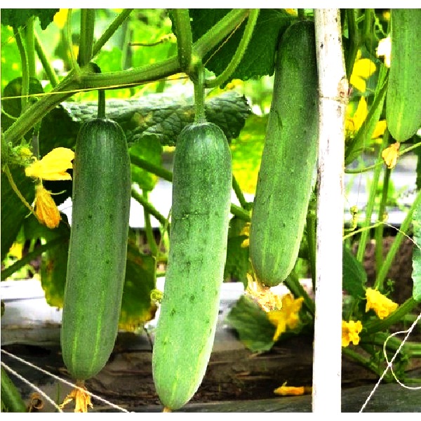 Hạt giống dưa leo F1 TN 013