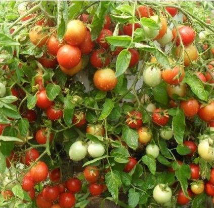 Hạt giống cà chua bi lùn lai F1 RADO 641