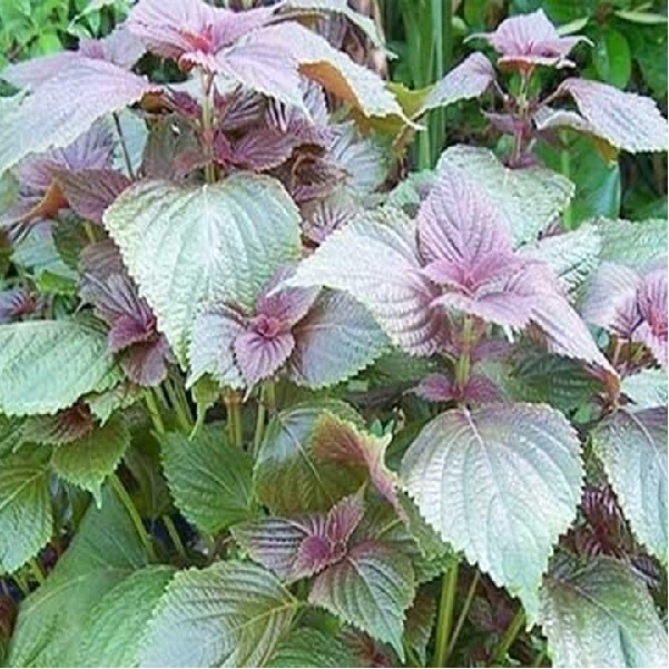 Hạt giống tía Tô RADO 78