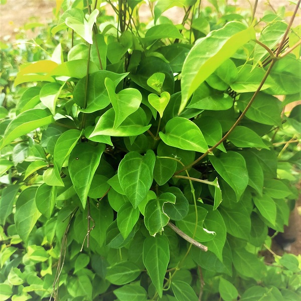 Hạt giống lá giang RADO 371