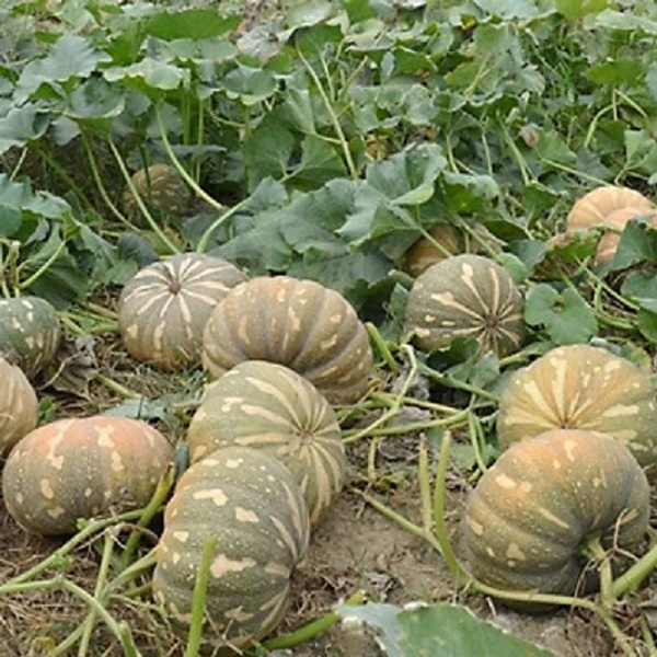 Hạt giống bí đỏ tròn OP RADO 111