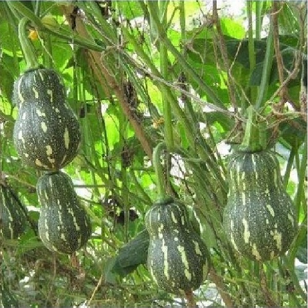 Hạt giống bí hạt đậu TN43