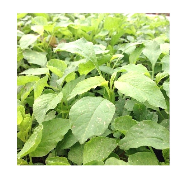 Hạt giống dền cơm RADO 86