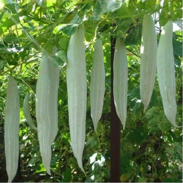 Hạt giống khổ qua tây RADO 999