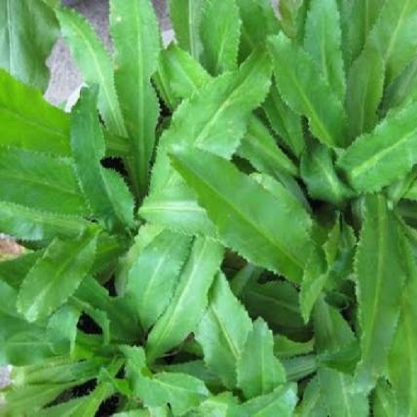 Hạt giống ngò gai TN-11