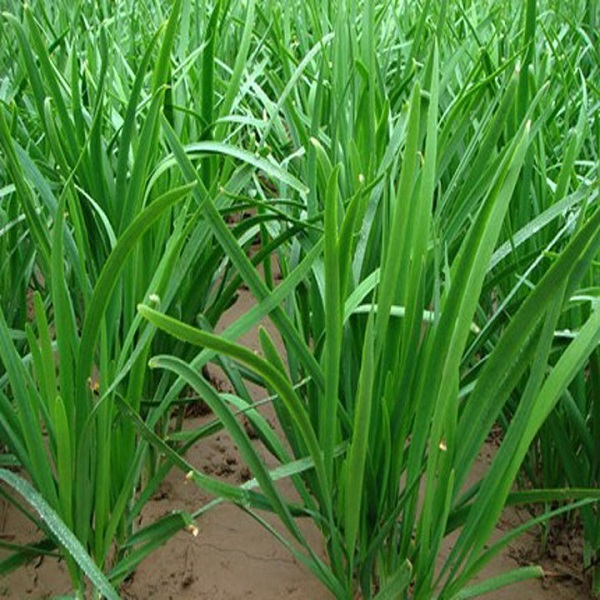 Hạt giống rau hẹ TN 41