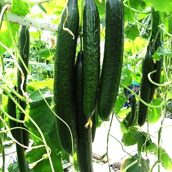 Hạt giống dưa leo Nhật chịu nhiệt lai F1-901